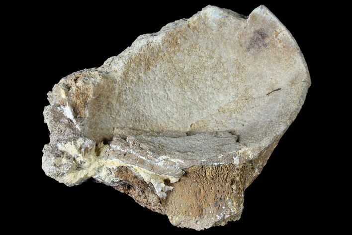 Partial Mosasaur (Platecarpus) Vertebra - Kansas #122004